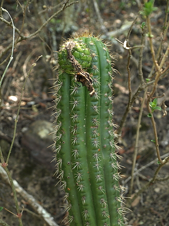 Superped. x Pachanoi Tricho Cereus 5-500 SEEDS Cactus Samen Echinopsis